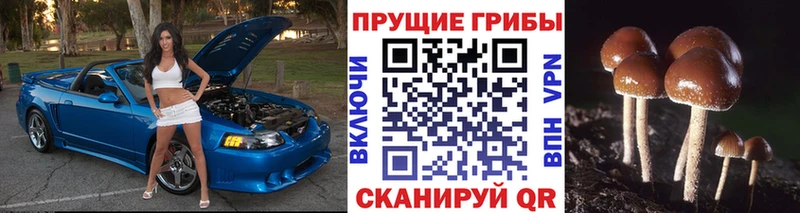 hydra   Первомайск  Псилоцибиновые грибы MAGIC MUSHROOMS 